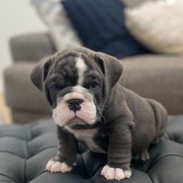 Smokie - Blue tri-color male Bulldog puppy in Rockwall, Texas from Lulu’s EB Babies