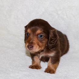 Berma - Chocolate and tan male Dachshund puppy in Coldwater, Mississippi from Mississippi Shorties Miniature Dachshunds