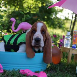 Tubi - Mahogany and white male Basset Hound puppy in Pollock, Missouri from Northstar