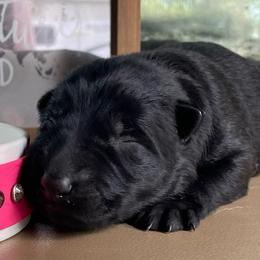 Light Pink - Black female German Shepherd puppy in Pahrump, Nevada from Wachhund Kennels