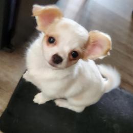 Sarah - Cream and white female Chihuahua puppy in Chesapeake, Virginia from Elsbeth's Chihuahuas