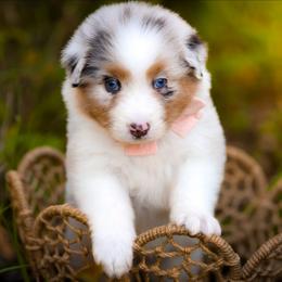 Lavender - Blue merle female Australian Shepherd puppy in Georgetown, Texas from River Reign Australian Shepherds
