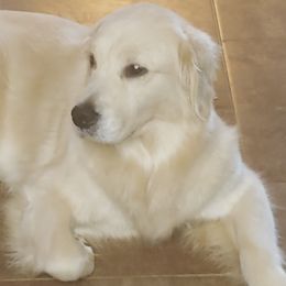 Chardonnay  - Golden Retriever