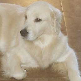 Chardonnay  - Golden Retriever