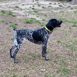 Mae - German Shorthaired Pointer