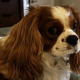 Tucker - Cavalier King Charles Spaniel
