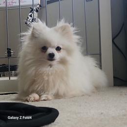 Summer - Pomeranian