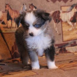 Miniature Australian Shepherd and Toy Australian Shepherd Puppies from Sapphire Stables