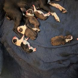 Brutus - Seal and white male Boston Terrier puppy in Thomasville, North Carolina from Jamie's Boston Terrier Babies