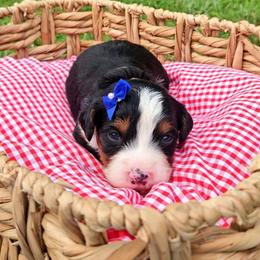 Coral - Tri-color female Bernedoodle puppy in Russell Springs, Kentucky from 270 Doodles