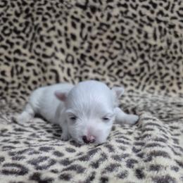 Mace - White female Maltese puppy in Austin, Texas from Austin Maltese Babies