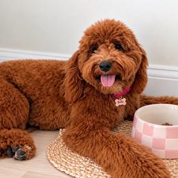 Belle - Goldendoodle