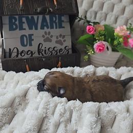 Emma - Chocolate sable female Pomeranian puppy in Newport News, Virginia from Itty Bitty Poms