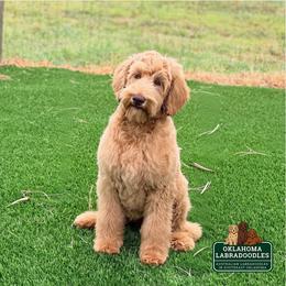 Loretta - Caramel female Australian Labradoodle puppy in Hartshorne, Oklahoma from Jena Edmond