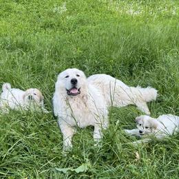 Great Pyrenees from Up A Creek Farm
