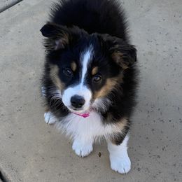 Miniature Australian Shepherd Puppies from Amberwood DD Aussies