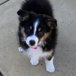 Miniature Australian Shepherd Puppies from Amberwood DD Aussies