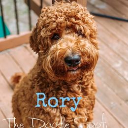 Rory - Goldendoodle