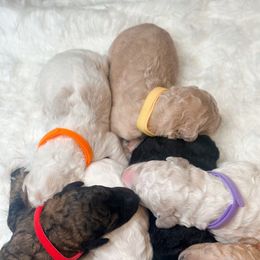 Poodle Puppies from Woofadoodles