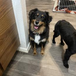 Josie - Miniature Australian Shepherd
