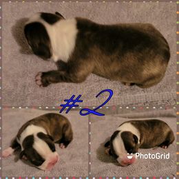 Boston Terrier Puppies from Smith's Boston Terriers