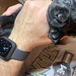 Labrador Retriever Puppies from Leesville Labradors