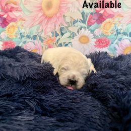 Dew Drop - Light golden male Golden Retriever puppy in Plymouth, Massachusetts from Mayflower Goldens