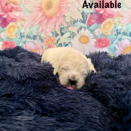 Dew Drop - Light golden male Golden Retriever puppy in Plymouth, Massachusetts from Mayflower Goldens