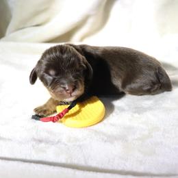 Dreamcatcher Red - Chocolate male Cavalier King Charles Spaniel puppy in Gulfport, Mississippi from Gulf Coast Cavaliers