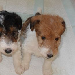 Wire Fox Terriers from Fox Lore Terriers