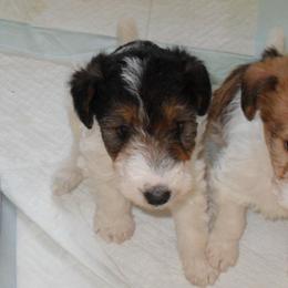 Wire Fox Terriers from Fox Lore Terriers