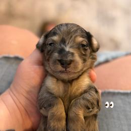 Dachshund Puppies from Birkin’ Paws