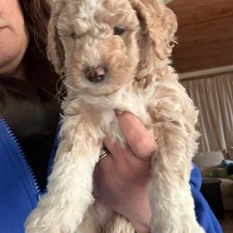 Cockapoo and Goldendoodle Puppies from Jax Doodles