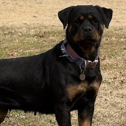 Bulldogs, Labrador Retrievers, and Rottweilers from Wright Way Retrievers