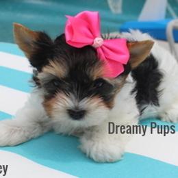 AKC Rosey SOLD - Black tan and white female Biewer Terrier puppy in Kennesaw, Georgia from Dreamy Pups