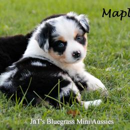Miniature Australian Shepherd Puppies from JnT's Bluegrass Mini Aussies