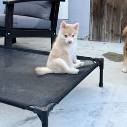 Constance - Chocolate male Pomsky puppy in Las Vegas, California from Lovely Pomsky