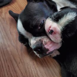 Boston Terrier Puppies from The Christian Bostons