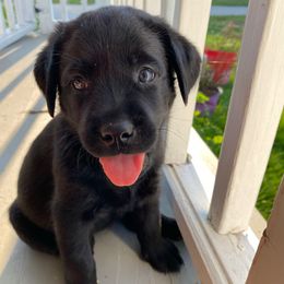 Pink aka Mercy - Black female Labrador Retriever puppy in Tiverton, Rhode Island from Our Little Farm