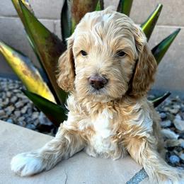 Comet (Red) - Cream female Goldendoodle puppy in Peoria,  Az, Arizona from Not Just "Golden" Doodles
