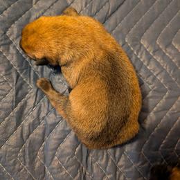 Boy 4 - Mahogany male Belgian Malinois puppy in Paynes Corner, Virginia from Von-Zito Belgian Malinois