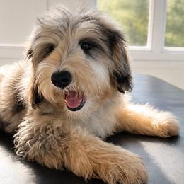 Honey - Blue merle female Sheepadoodle puppy in North Royalton, Ohio from Johnson's Doodles