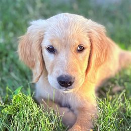 Tulip - Companion Cross