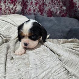 Sally - Tri-color female Cavalier King Charles Spaniel puppy in Neosho, Missouri from Pups on the Ridge