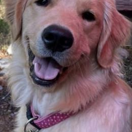 Golden Retrievers from Valley of the Sun Golden Retrievers