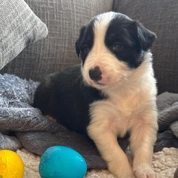 Mitzi - Black and white female Border Collie puppy in Mckinney, Texas from Border Collies of Ruidoso