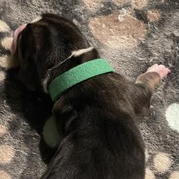 Green  Collar male - Black brown and white male Basset Hound puppy in Temple, Texas from Southern Rose Bassets