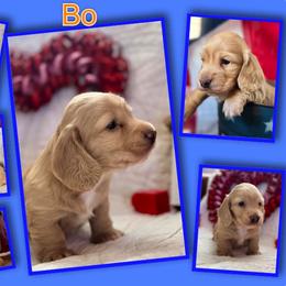 Bo - Cream male Dachshund puppy in Stoutland, Missouri from Farmhouse Dachshunds