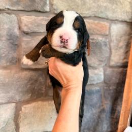 Woody - Tri-color male Bernese Mountain Dog puppy in Fort Meade, Florida from Baldwin Dood Ranch