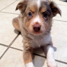 Red Merle female 3 - Red merle female Toy Australian Shepherd puppy in Brooker, Florida from Honey, I Shrunk the Aussies